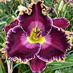 Daylily Seedling 17-214-A