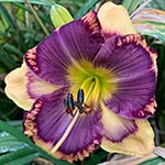 Daylily Seedling 17-223-D