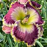 Daylily Seedling 16-162-A