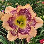 Daylily Seedling 18-062-B