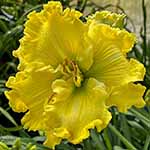 Daylily Seedling 16-017-A