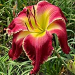 Daylily Seedling 18-157-B