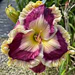 Daylily Seedling 19-015-A