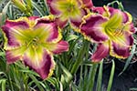 2023 Daylily Introductions