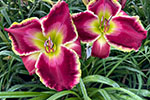 2024 Daylily Introductions