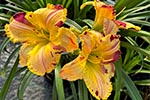 2025 Daylily Introductions