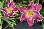2026 Daylily Introductions