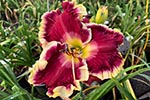Future Daylily Introductions