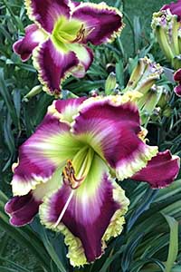 Photo of Daylily 'Regal Sensation'