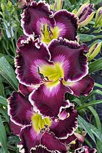 Daylily 'Brave Knight'