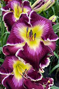 Daylily 'Brave Knight'